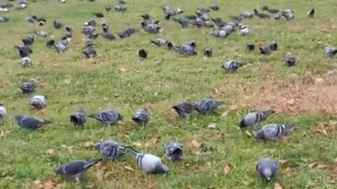 Don't feed the birds