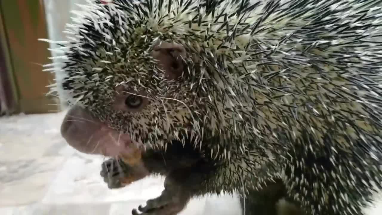 Is this the Cutest Animal voice