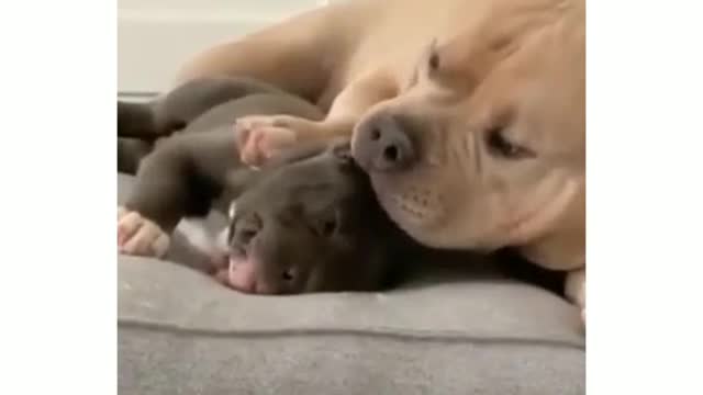 |BABY DOGS 😍| CUTE AND FUNNY DOGS❤️😂