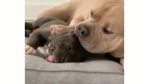 |BABY DOGS 😍| CUTE AND FUNNY DOGS❤️😂