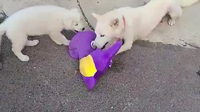 A video of Ttutu and Mary playing around
