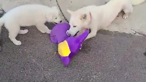 A video of Ttutu and Mary playing around