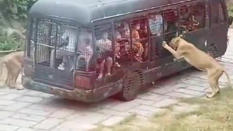 Lion attack on bus