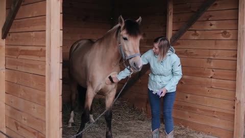 A beautiful girl brushing a horse in the stall