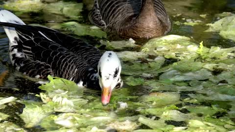 Lake with ducks eating cabbage