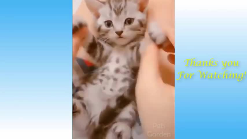 Super cute kittens in the world