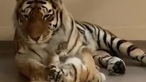 tigress with her baby