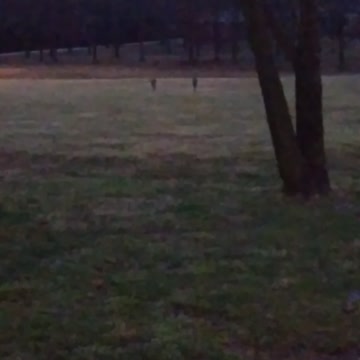 Where the wild things grow