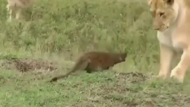 mongoose fight with lion