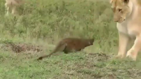 mongoose fight with lion