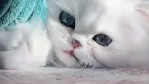 Funny and Cute Cats Videos #152 │ Gadis Sekarwangi