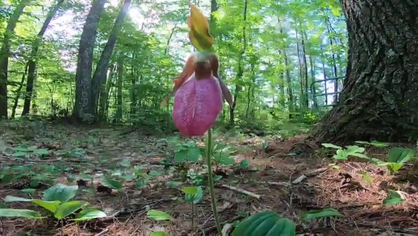 Lady's Slipper