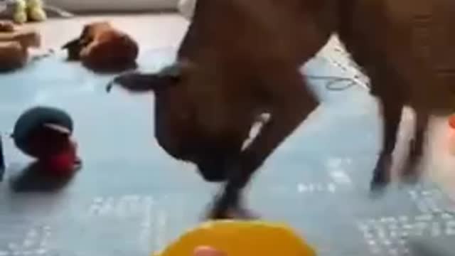 I dont want lemons
