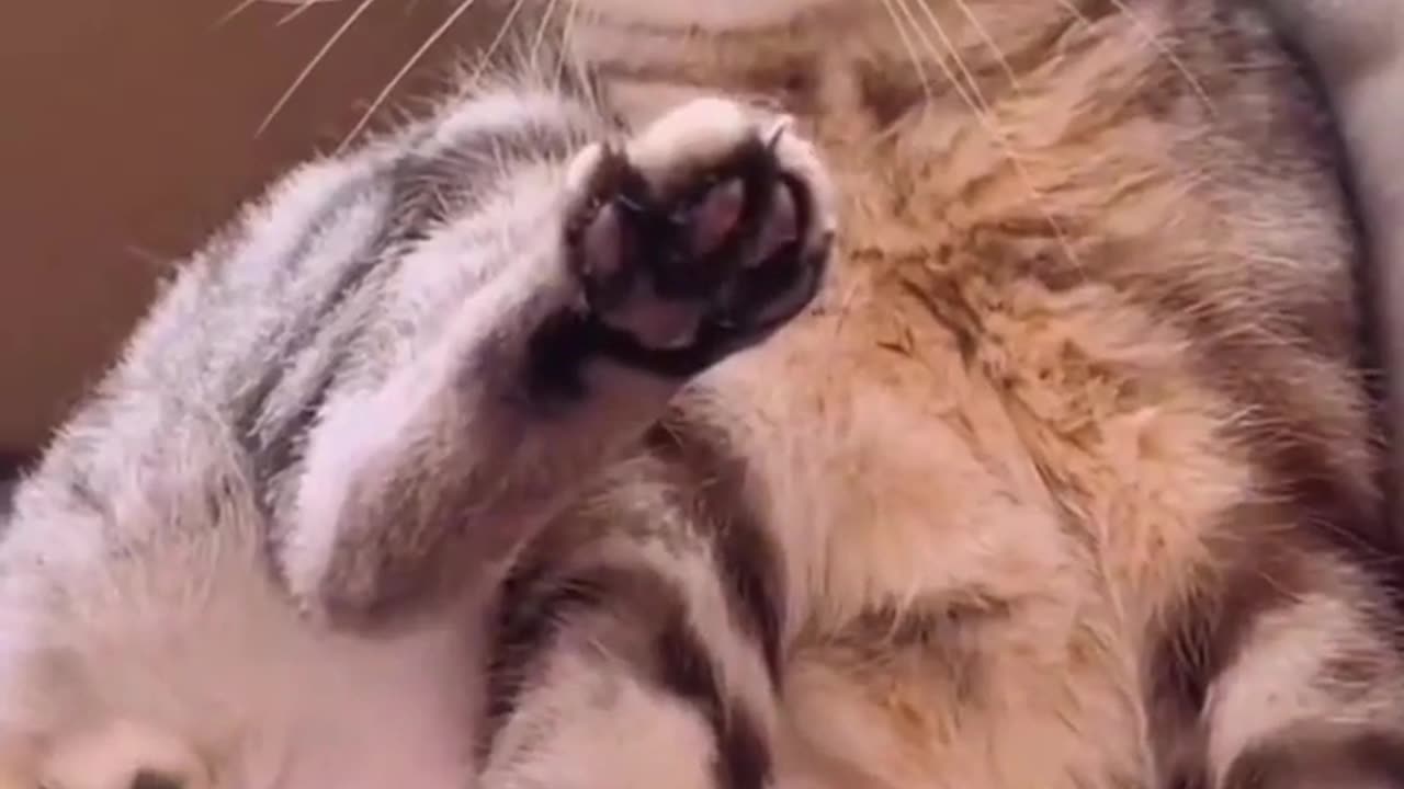 funny animal cat