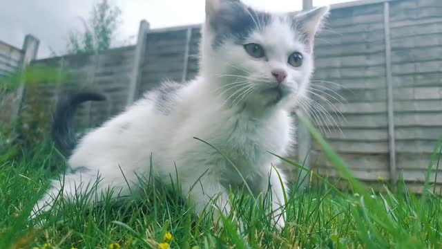 Confused Kitty trying to play with someone.