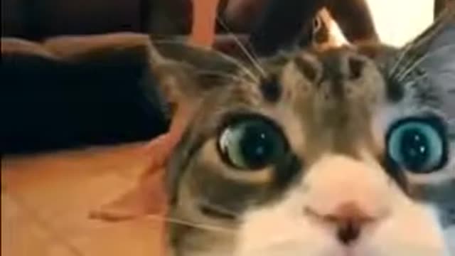 Cats playing with cameras