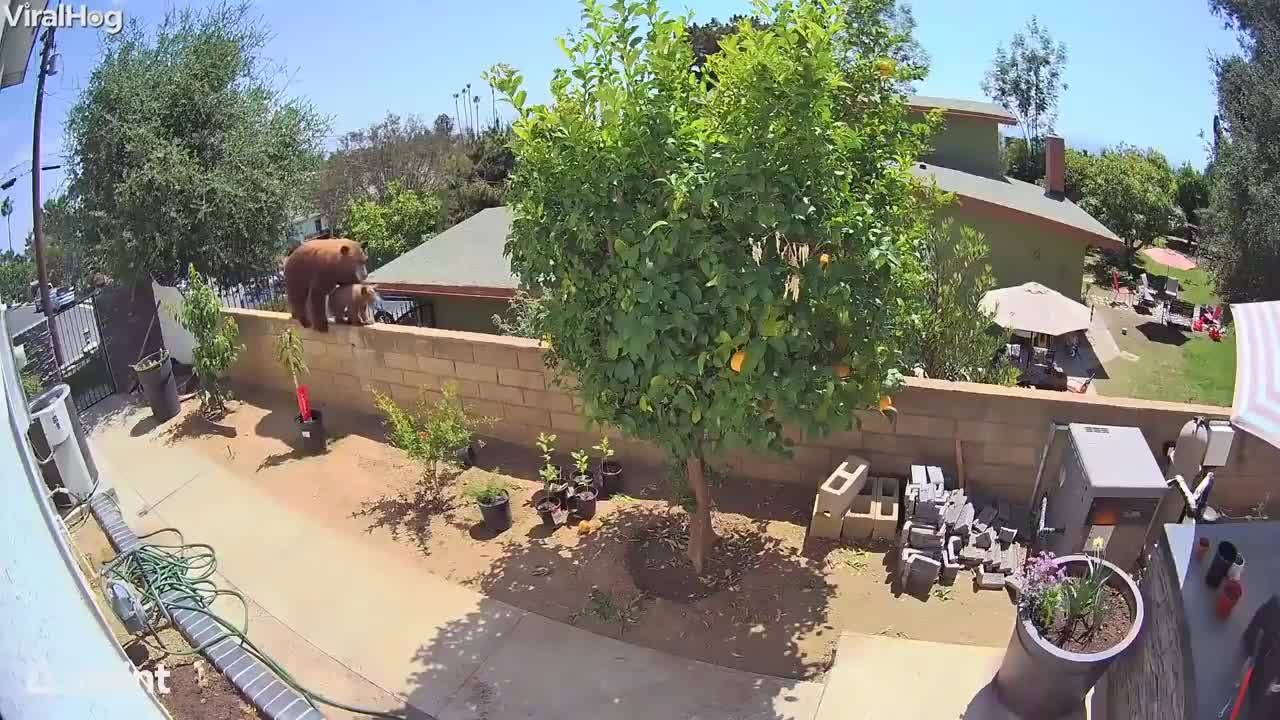Viral Video: Teen Pushes Bear Off Wall To Save Family Dog