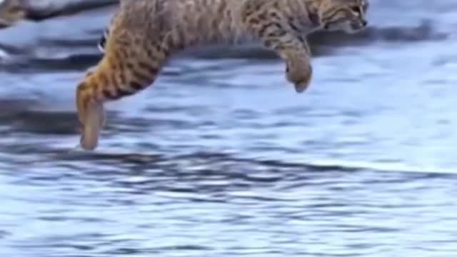 the leap of the jaguar