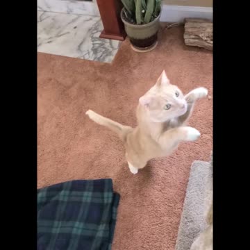 Flipper the Cat, Episode 6: Slo-Mo Jump