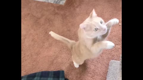 Flipper the Cat, Episode 6: Slo-Mo Jump