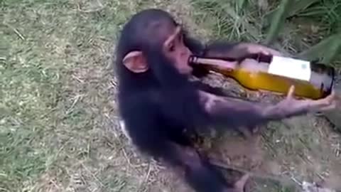 The monkey is drinking