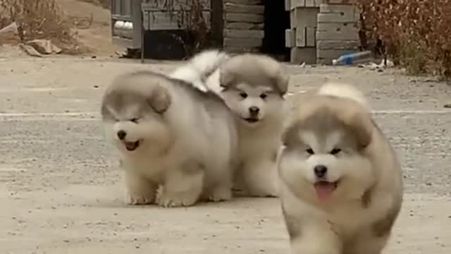 Cute dog video | fuuny dog compilation