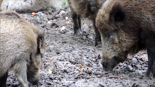 Cerdos domesticados