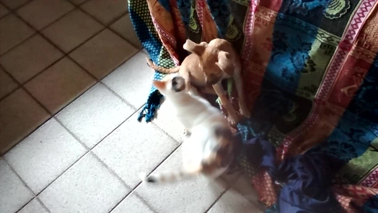 Dog Drags Cat Around House