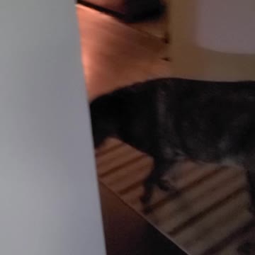 check this out...mom gets dog to get up and drink "water"