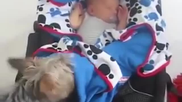 Perros cuidando bebés míralo no te lo pierdas