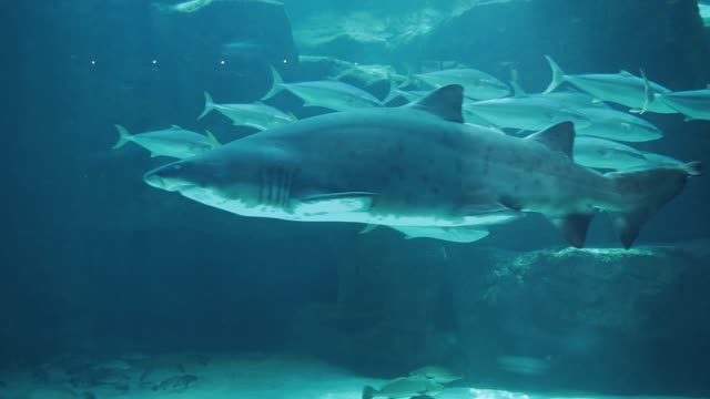 Sharks Swimming With School Of Fish Underwater