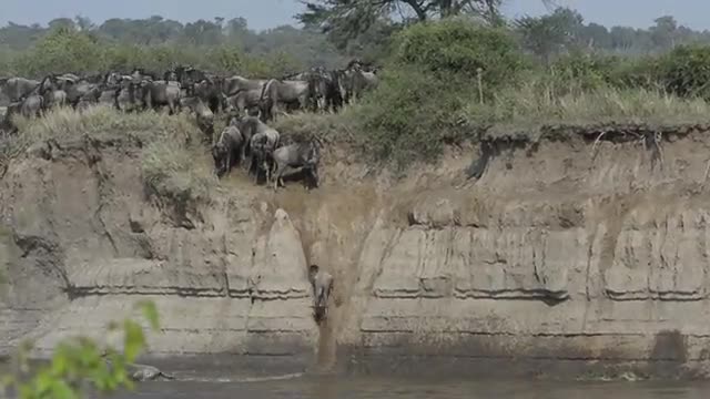 Wildebeest crossing Mara River