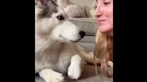 Top10 Funny Dogs Dogs Having Fun