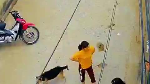 Dog funn funny dog