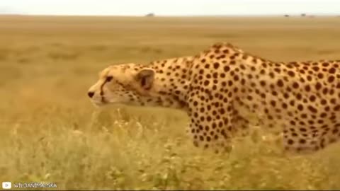 Deadliest animal fight