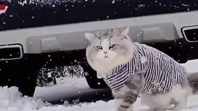 Animal playing on a snow