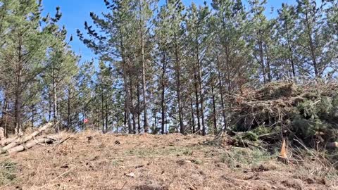 clear sky, wind, and cut trees