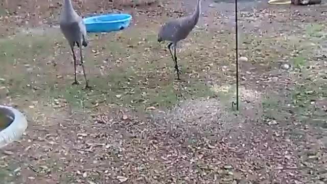 Sandhill crane playing ball in the yard.