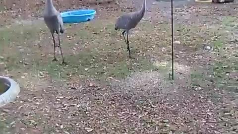 Sandhill crane playing ball in the yard.