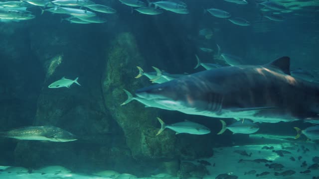 Hungry sharks come close enough to divers for a belly rub