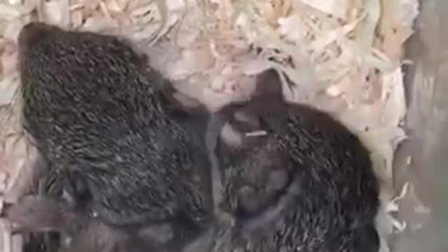 Short video Sweet Couple of Animals