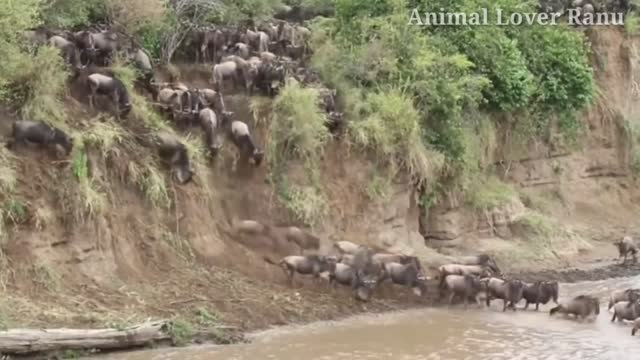 Wildebeest Crossing Mara River Masai Mara Migration|Wildebeest Migration Masai Mara River Kenya