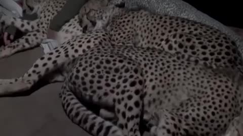 animals can also fell