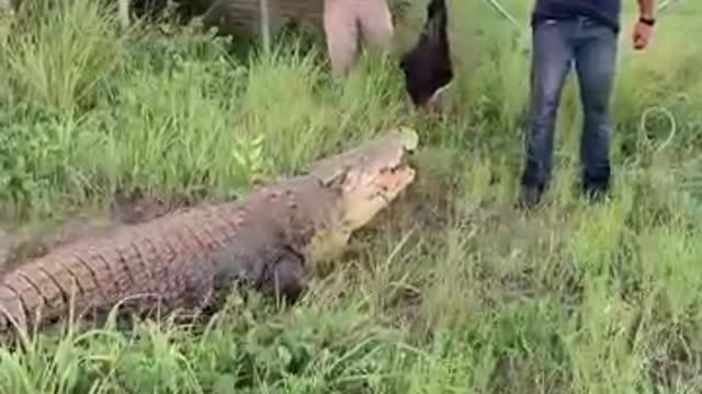 Monster Crocodile Means Huge Food tems#shorts #animals #reptile