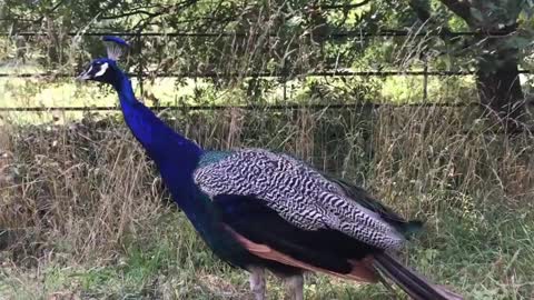 Beautiful peacocks sounds effect