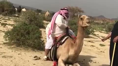 Arabian Camel Ride is Awesome🐫😂🐪