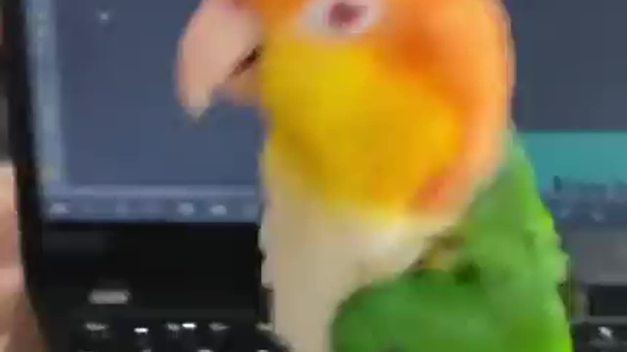 bird wants some attention and jumps around on keyboard.