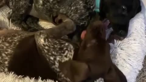 Who's bed is it anyway?