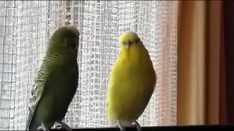 One parrot tries to persuade another