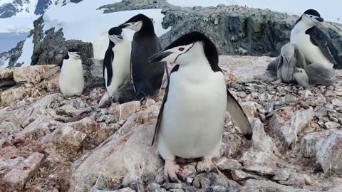UNIQUE VIDEO WITH ANTARCTIC PENGUINS...
